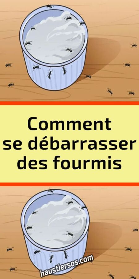 Produit anti fourmis maison efficace