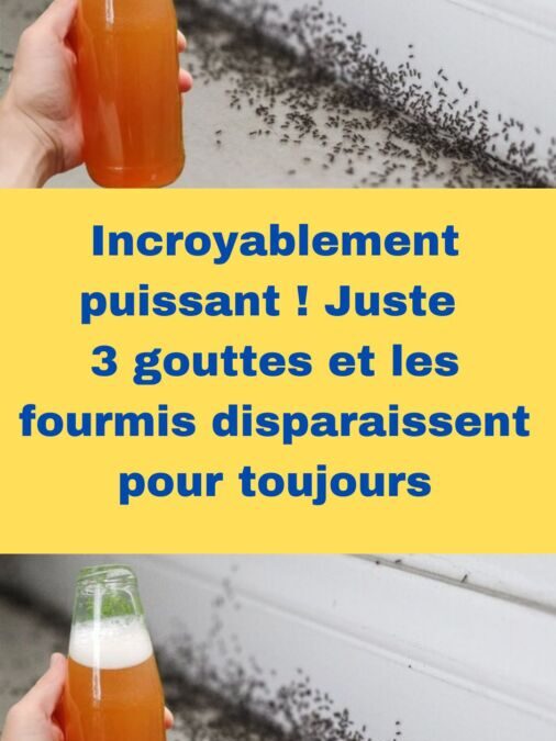 Produit anti-fourmis maison : quelles solutions efficaces pour un intérieur sain
