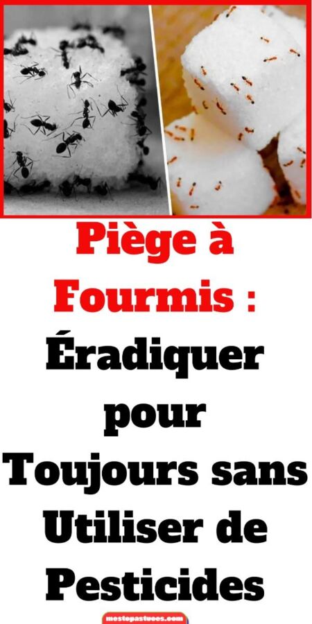 Produit anti fourmis maison efficace