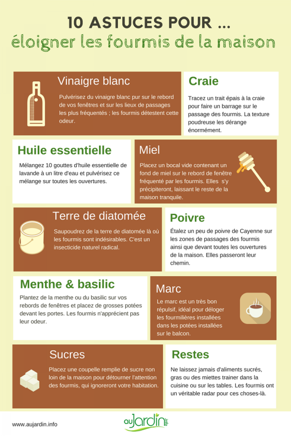 Produit anti fourmis maison efficace