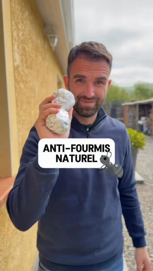 Produit anti fourmis maison efficace