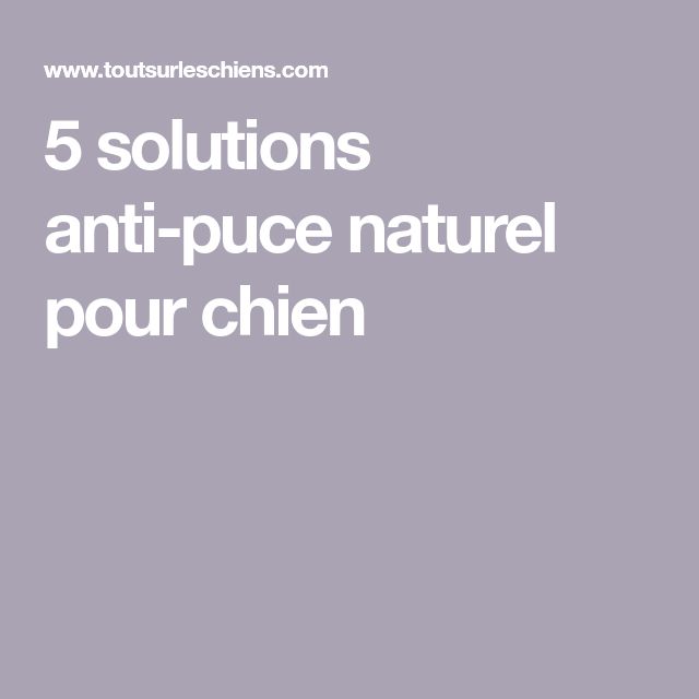 Produit anti puce maison naturel