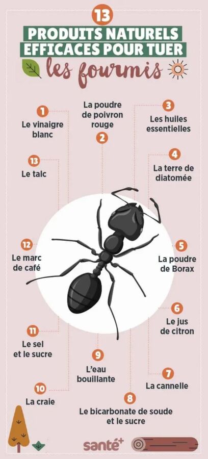 Produit anti fourmis maison efficace