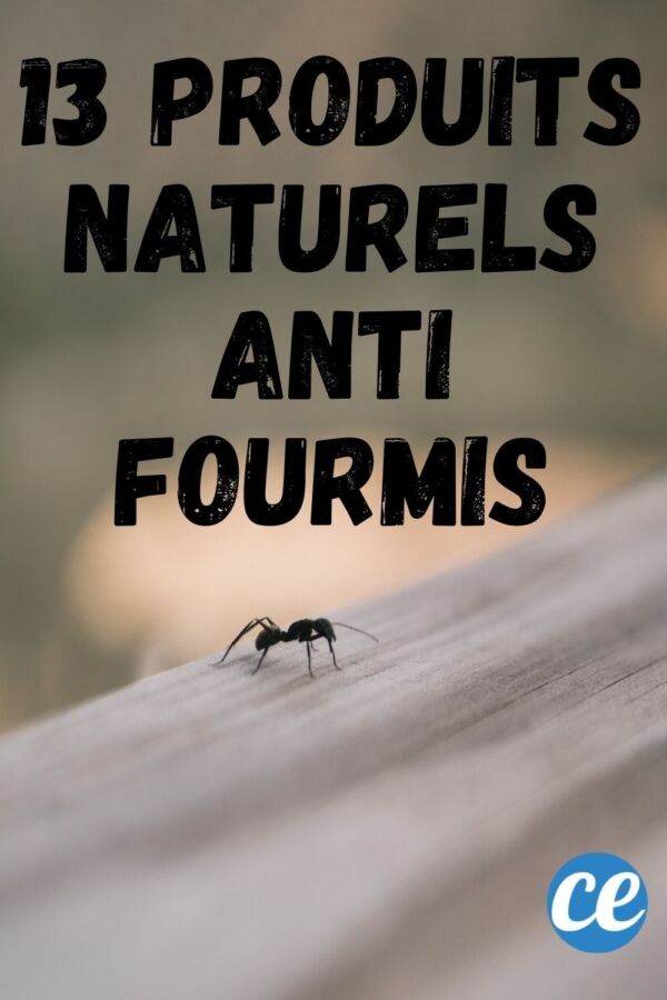 Produit anti fourmis maison efficace