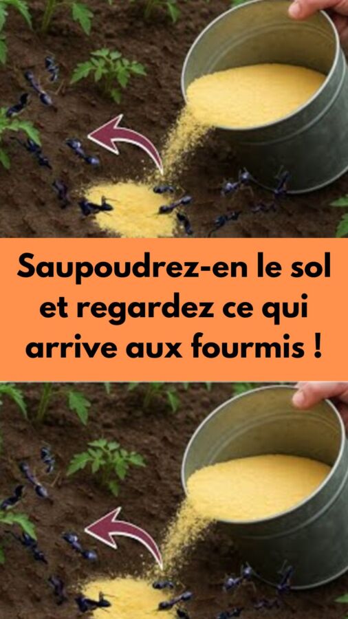Produit anti fourmis maison efficace