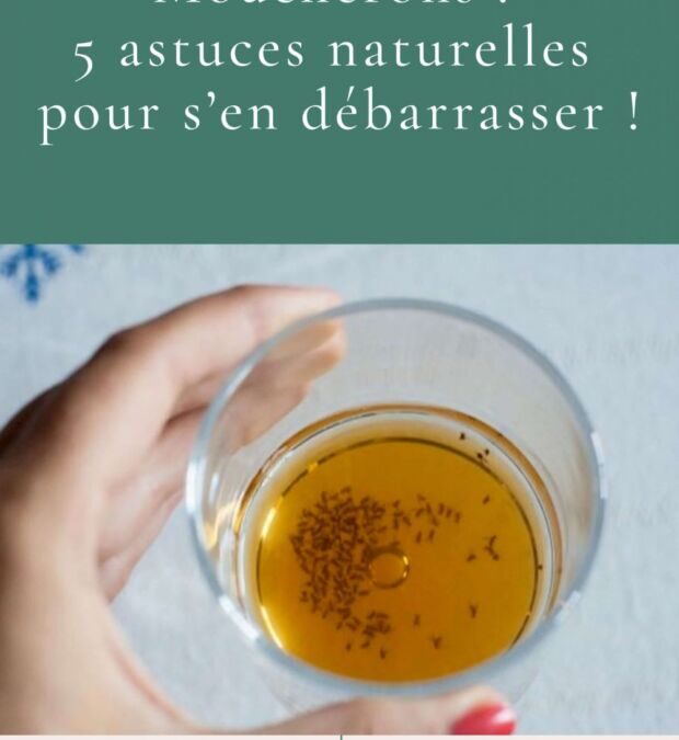 Produit anti moucheron maison : Éliminez les nuisibles efficacement