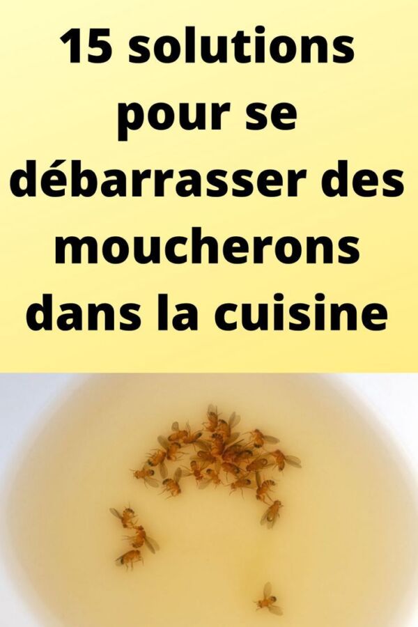 Solution maison anti-moucheron