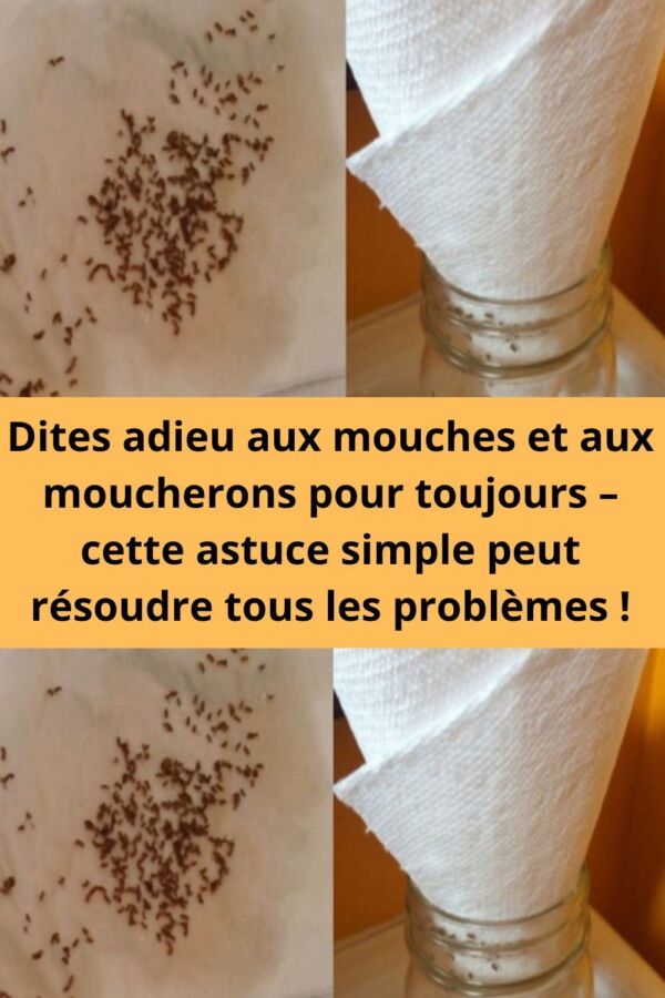 Solution maison anti-moucheron