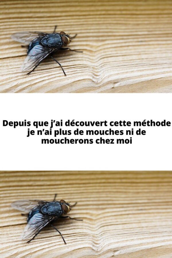 Solution maison anti-moucheron