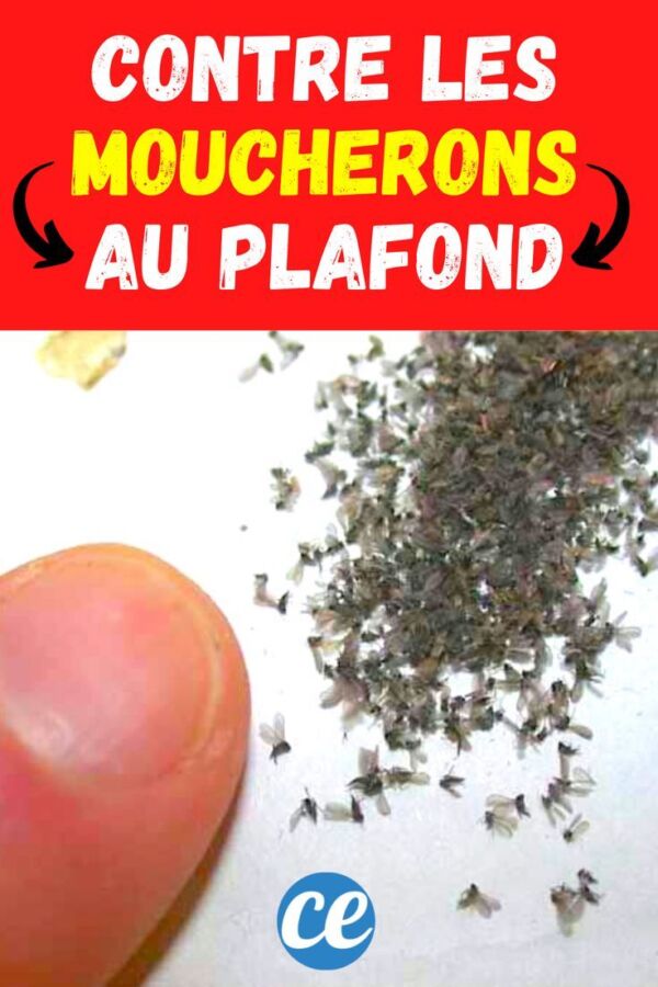 Solution maison anti-moucheron