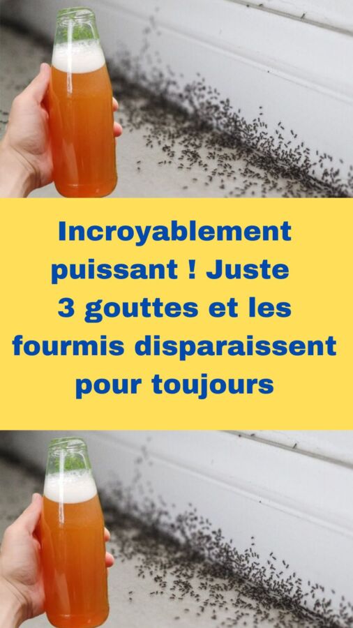 Produit anti fourmis maison : comment garder votre maison sans insectes efficacement