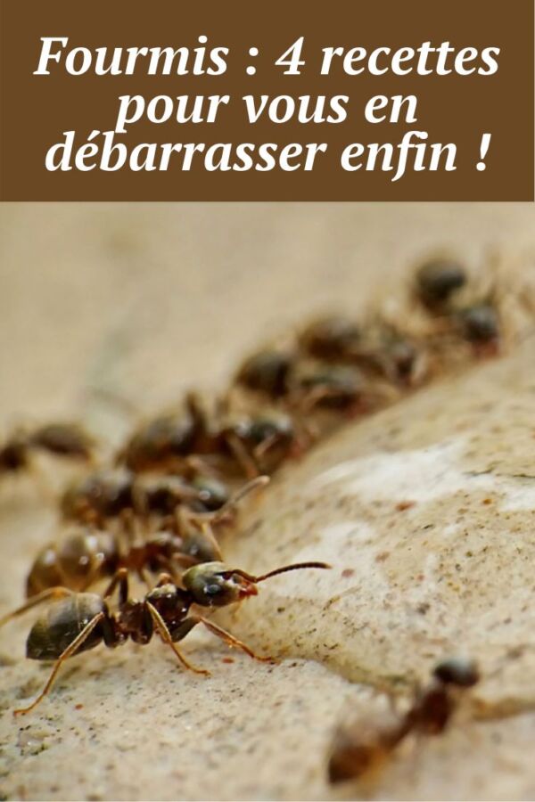 Solution naturelle contre fourmis