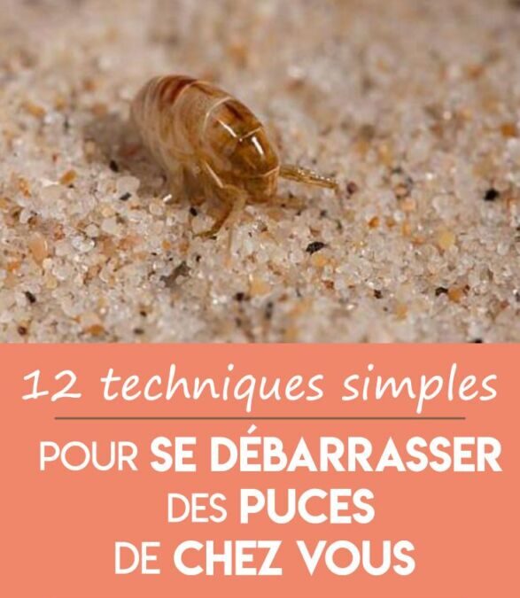 Produit anti puce maison : comment protéger vos animaux naturellement