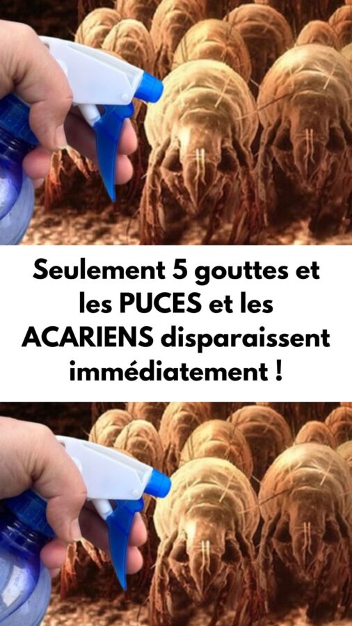 Remède naturel anti-puce textile